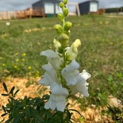 Глэмпинг Хотон, Республика Бурятия