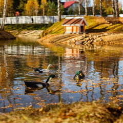Эко-отель Агропарк Ясенево, Ярославская область
