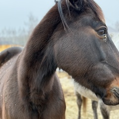 Парк-отель Благодача, Московская область