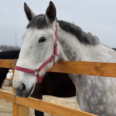 Парк-отель Благодача, Московская область
