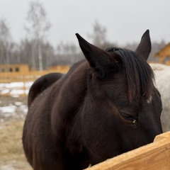 Парк-отель Благодача, Московская область