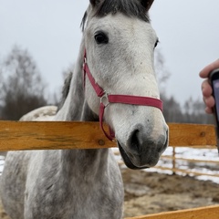 Парк-отель Благодача, Московская область