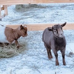 Парк-отель Благодача, Московская область