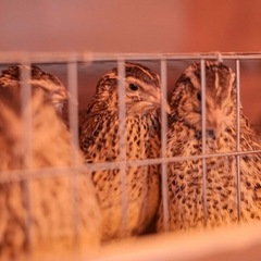 Парк-отель Благодача, Московская область