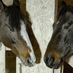 Парк-отель Благодача, Московская область