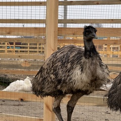 Парк-отель Благодача, Московская область