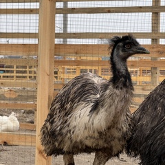 Парк-отель Благодача, Московская область