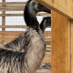 Парк-отель Благодача, Московская область