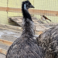 Парк-отель Благодача, Московская область