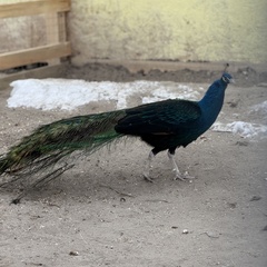 Парк-отель Благодача, Московская область