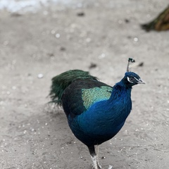 Парк-отель Благодача, Московская область