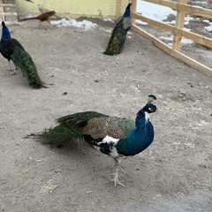 Парк-отель Благодача, Московская область