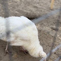 Парк-отель Благодача, Московская область