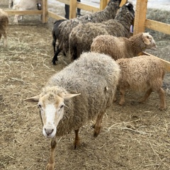 Парк-отель Благодача, Московская область