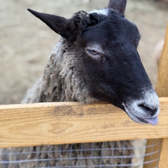 Парк-отель Благодача, Московская область