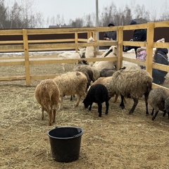 Парк-отель Благодача, Московская область