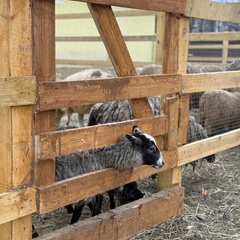 Парк-отель Благодача, Московская область