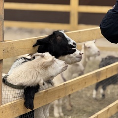 Парк-отель Благодача, Московская область