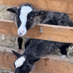 Парк-отель Благодача, Московская область