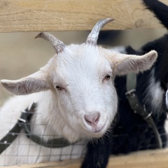 Парк-отель Благодача, Московская область