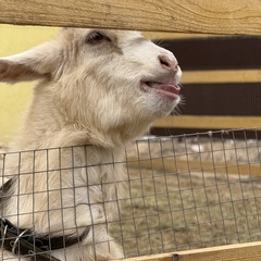 Парк-отель Благодача, Московская область