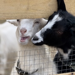 Парк-отель Благодача, Московская область