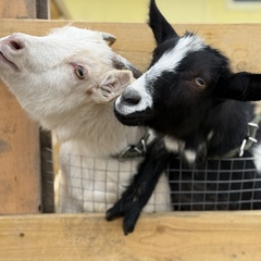 Парк-отель Благодача, Московская область
