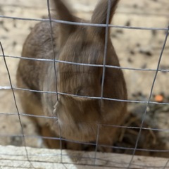 Парк-отель Благодача, Московская область