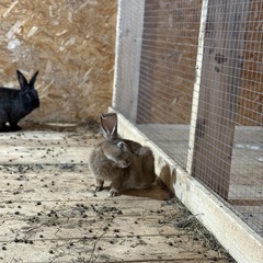 Парк-отель Благодача, Московская область