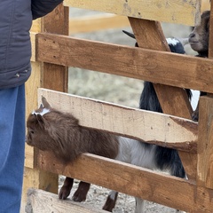 Парк-отель Благодача, Московская область