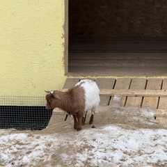 Парк-отель Благодача, Московская область