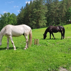 Глэмпинг Вдохни Алтай, Республика Алтай