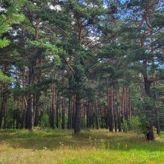 Глэмпинг Vonavi village, Владимирская область