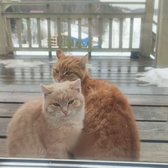 Коттеджный комплекс Карельские Лага, Республика Карелия