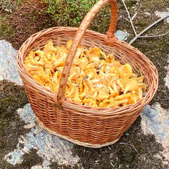 База отдыха Уютные Ёлы, Ленинградская область