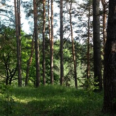 Глэмпинг Лесной Привал, Московская область