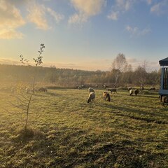 Глэмпинг Рулёвка эко вилладж, Владимирская область