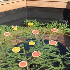 Загородный клуб Все Свои, Свердловская область