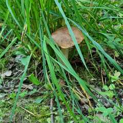 Дом Парк Север, Московская область