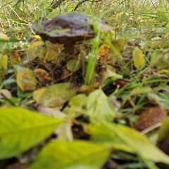Дом Парк Север, Московская область
