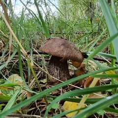 Дом Парк Север, Московская область