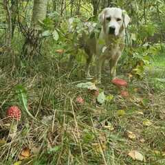 Дом Парк Север, Московская область