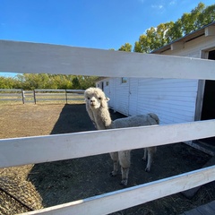 Глэмпинг Дворяновка на Ферме Пара Альпак, Самарская область