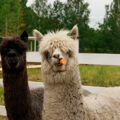 Глэмпинг Дворяновка на Ферме Пара Альпак, Самарская область