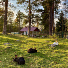 Эко-комплекс Ряйсяля, Приозерский район, Ленинградская область