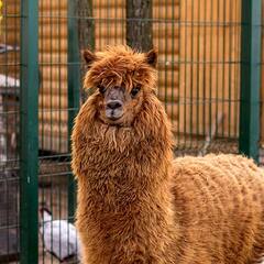 Гостевой дом Ruza Family Park, Московская область