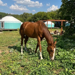 Глэмпинг Yurt Resort, Татарстан