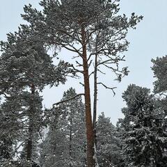 Глэмпинг Я на Базе, Республика Карелия