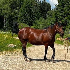 База отдыха Николин Хутор , Московская область