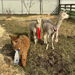 Глэмпинг APPARADISE GLAMPING & SPA, Краснодарский край